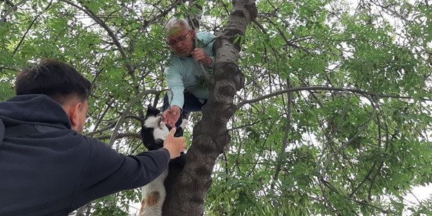 Yavru kediyi annesine kavuşturmak için canını hiçe saydı