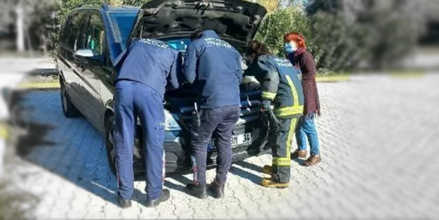 Yavru kediyi aracın motorundan çıkarmak için kedi sesi dinlettiler... İşte sonuç