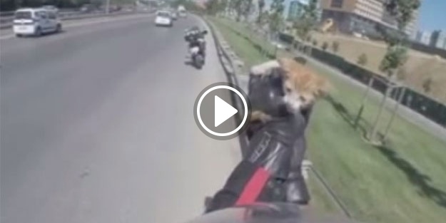 Yavru kediyi kurtarmak için canını tehlikeye attı