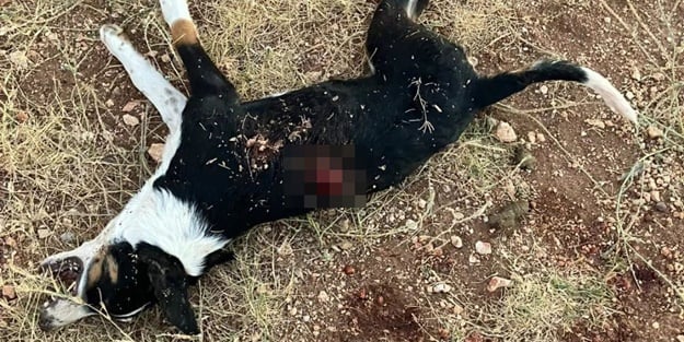 Yavru köpeği acımasızca vurdu!