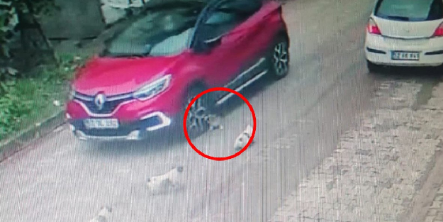 Yavru köpeği çarpıp hiçbir şey olmamış gibi gitti!