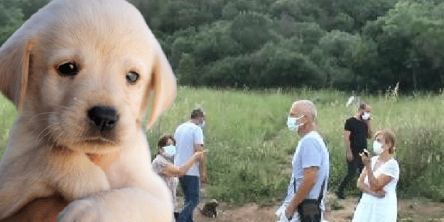 Yavru köpeği diri diri yaktılar