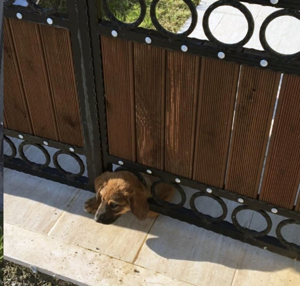 Yavru köpeği kurtarmak için seferber oldular 