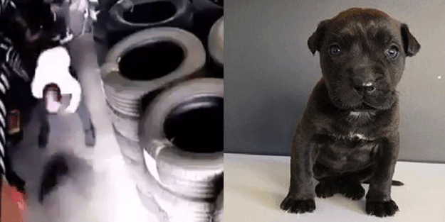Yavru köpeği öldürmeye 2 bin TL ceza!