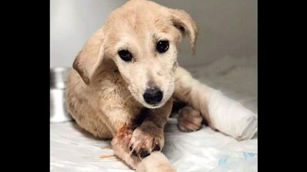 Yavru köpeği vuran cani yakalandı!