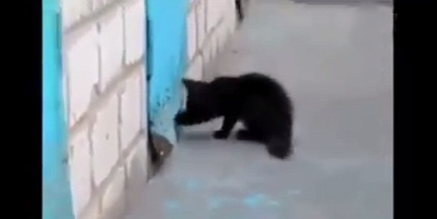 Yavru köpeğin yardımına yetişen kedi - VIDEO