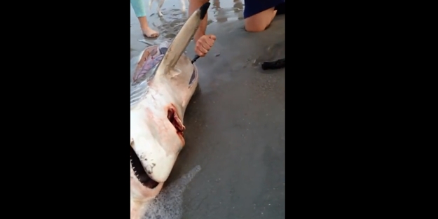 Yavru köpek balıklarının inanılmaz doğumu