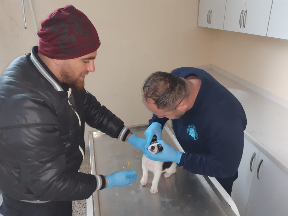 Yavru köpek donmaktan son anda kurtarıldı 
