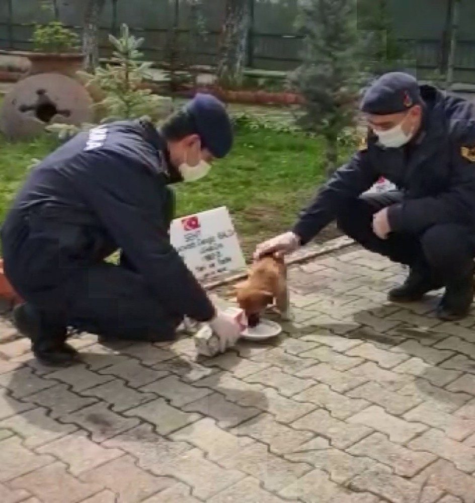 Yavru köpek jandarma bakımında 