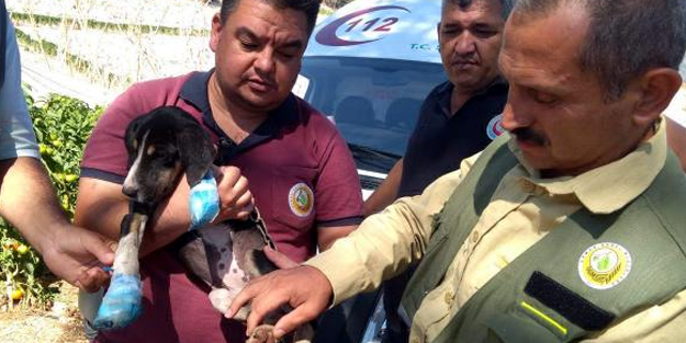 Yavru köpek yangından son anda kurtarıldı