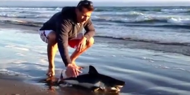 Yavru köpekbalığını böyle kurtardı - VIDEO