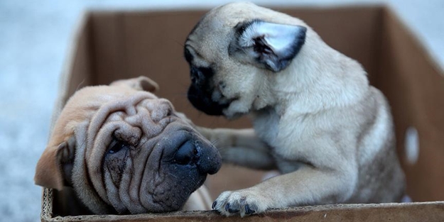 Yavru köpekler bagajda bu halde bulundu
