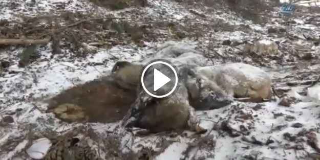 Yavru köpekler birbirlerine sarılarak dondular