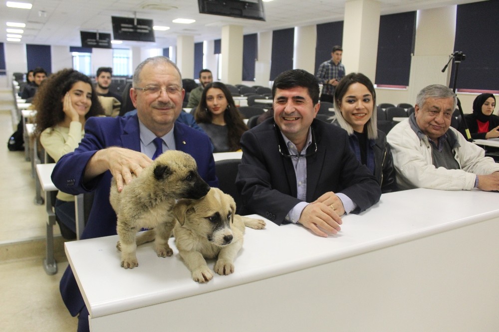 Yavru köpekler hukuk dersinde 