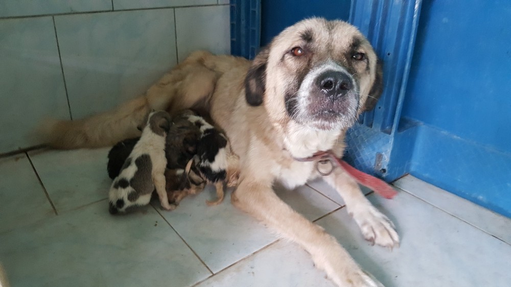 Yavru köpekler süt annelerine kavuştu 