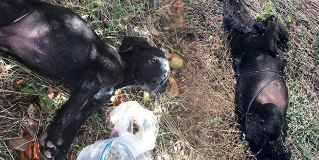 Yavru köpekleri ağaca asıp tüfekle öldürdü, savunması pes dedirtti!