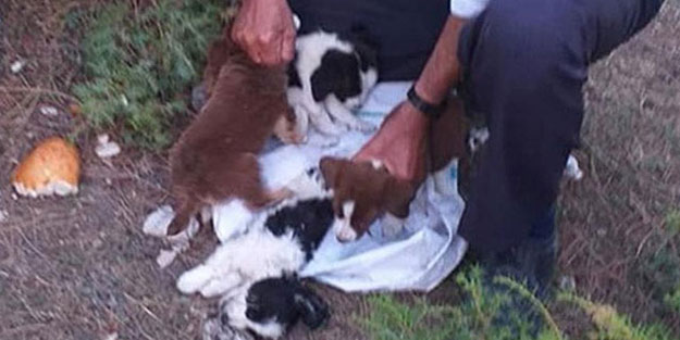 Yavru köpekleri çuvala koyup ölüme terk ettiler