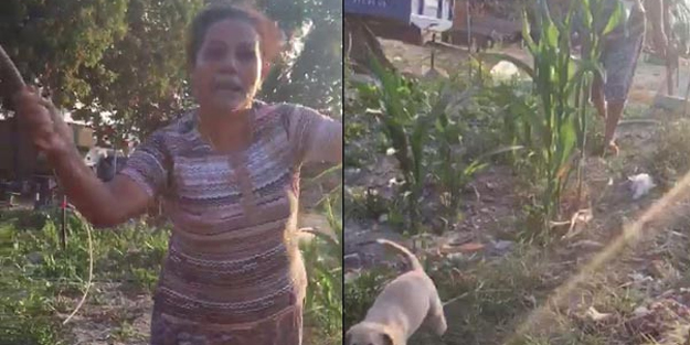 Yavru köpekleri odunla döven vicdansız kadın gözaltına alındı!