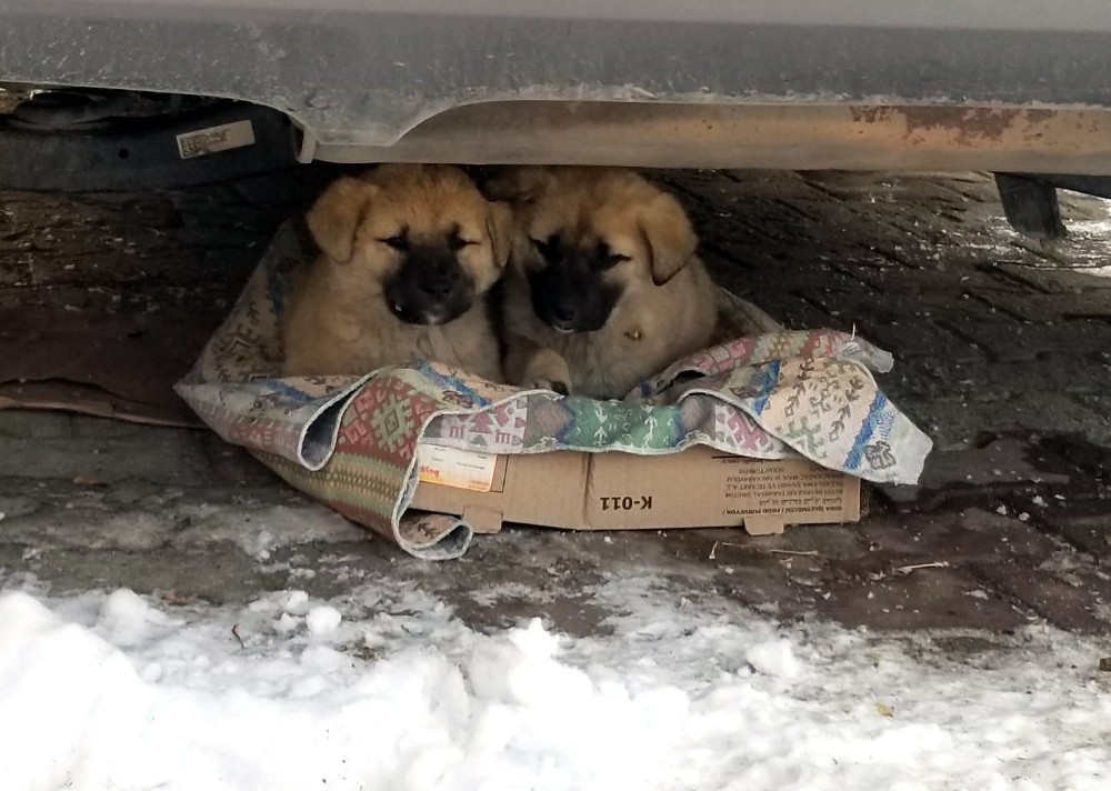 Yavru köpeklerin soğukta yaşam mücadelesi yürek burktu 
