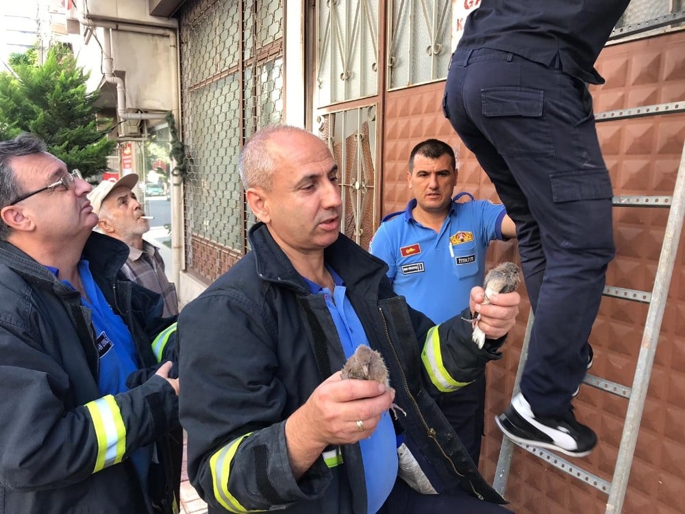Yavru kumruları itfaiyeciler kurtardı 