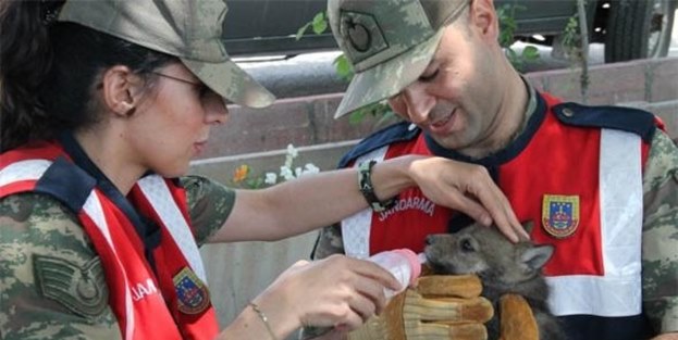 Yavru kurda jandarma şefkati