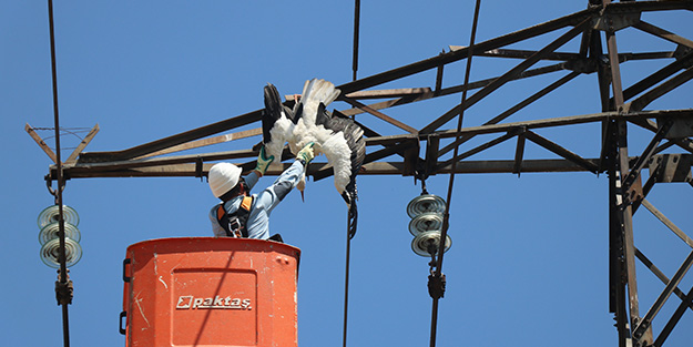 Yavru leylek elektrik direğinde telef oldu