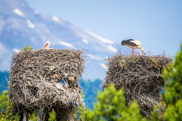 Yavru leylekler yumurtadan böyle çıktı!
