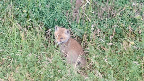 Yavru tilki, yılanı böyle yakaladı