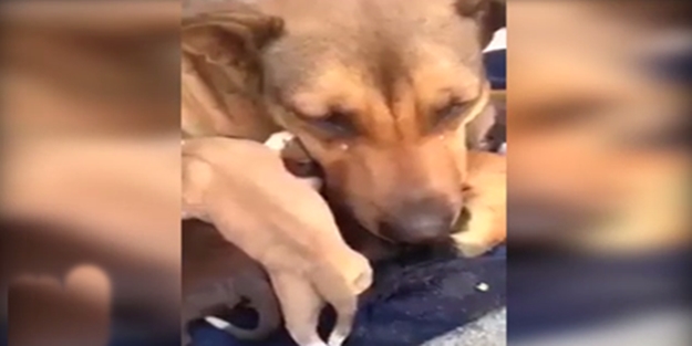 Yavruları için ağladı - VIDEO