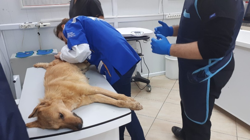 Yavruları olan anne köpek tüfekle vuruldu 