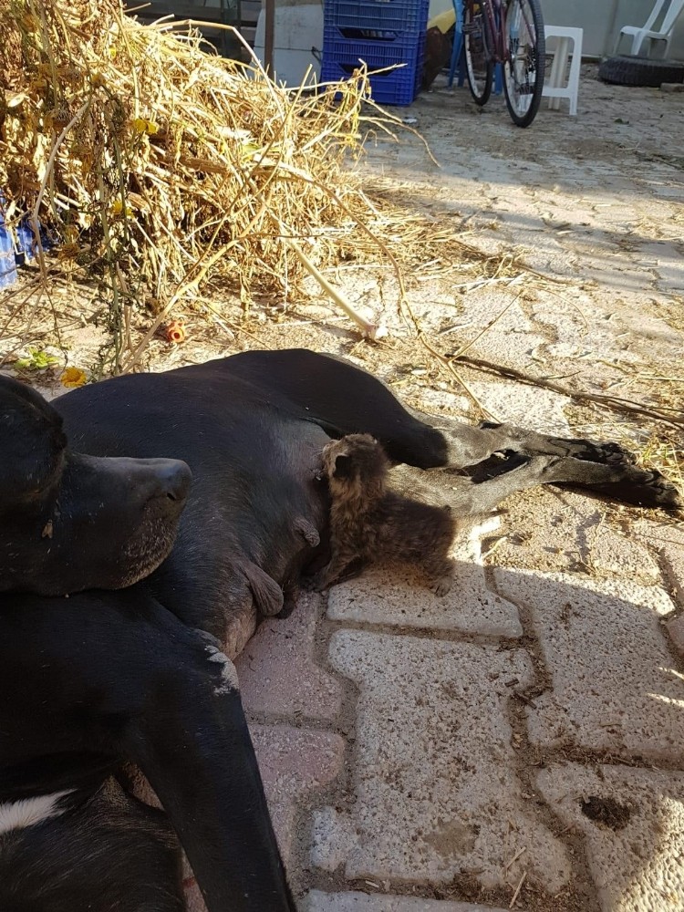 Yavruları ölen köpeğin yeni doğmuş kediye anne şefkati 