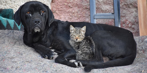 Yavrularını kaybeden köpek kediye annelik yapıyor!
