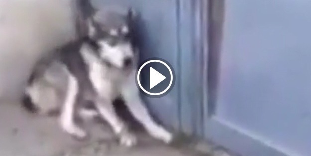 Yavrularını korkutan köpeğe bakın ne yaptı!