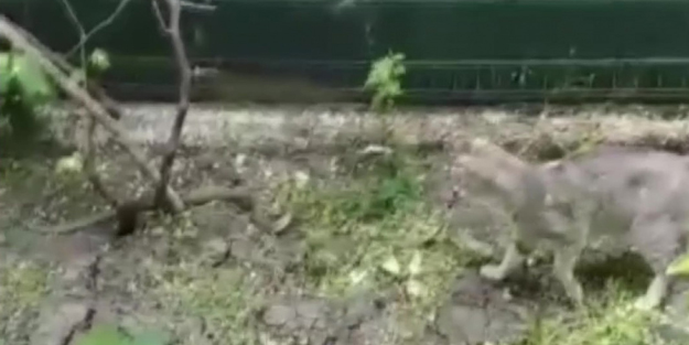 Yavrularını korumak isteyen kedi canını hiçe sayıp yılanla savaştı! O anlar anbean kaydedildi
