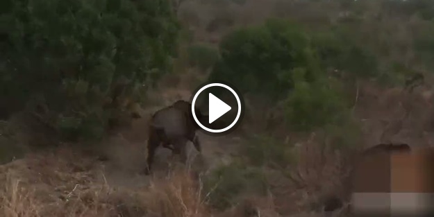 Yavrusunu aslanlardan kurtarmaya çalıştı