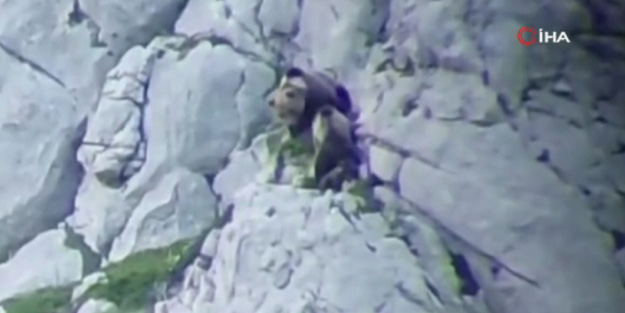 Yavrusunu korumak isteyen anne ayı ile erkek ayının kavgası kamerada!