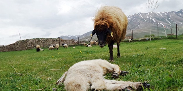 Yavrusu ölen koyun bakın ne yaptı!