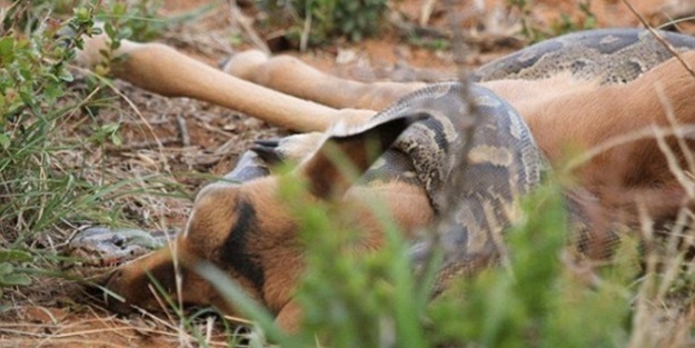 Yavrusunun yutuluşunu böyle izledi!
