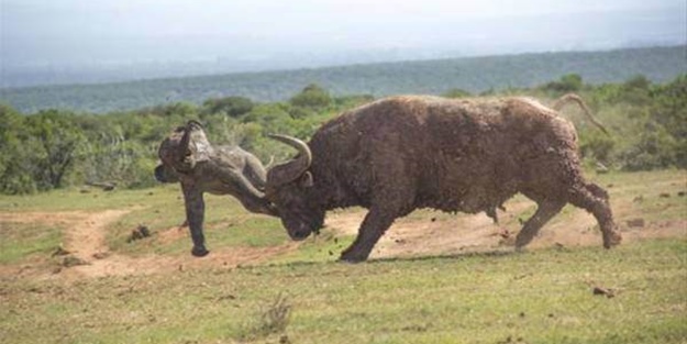 Yavruya saldıran bufalonun sonu kötü bitti!