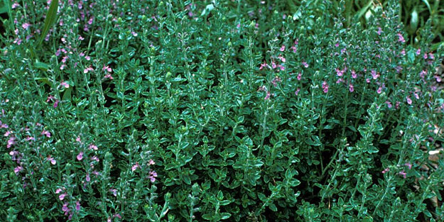Yavşan otunun faydaları nelerdir? Yavşan otu hangi hastalıklara iyi geliyor?