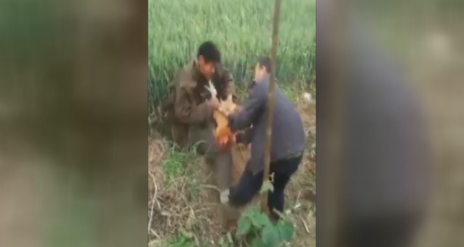 Yavuz hırsız ev sahibini bastırdı!