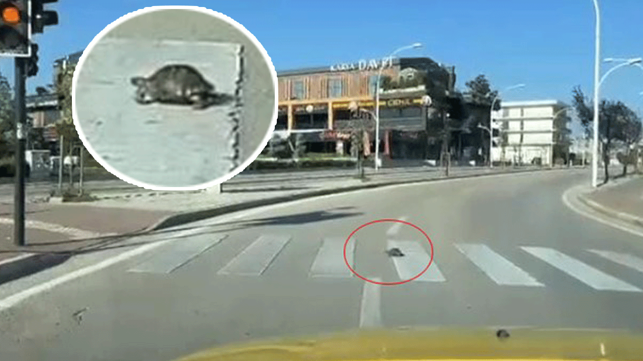 Yaya geçidinden karşıya geçen kaplumbağa vatandaşlara örnek oldu