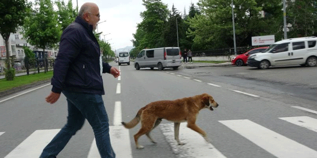 Yaya geçidinin ‘sadık’ bekçisi! Türkiye bu köpeğin yaptığını konuşuyor