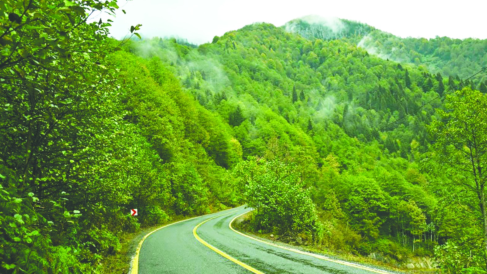 Yaygınlaşan terapi ormanları strese iyi gelecek