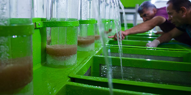 Yayın balığına seri üretim dopingi