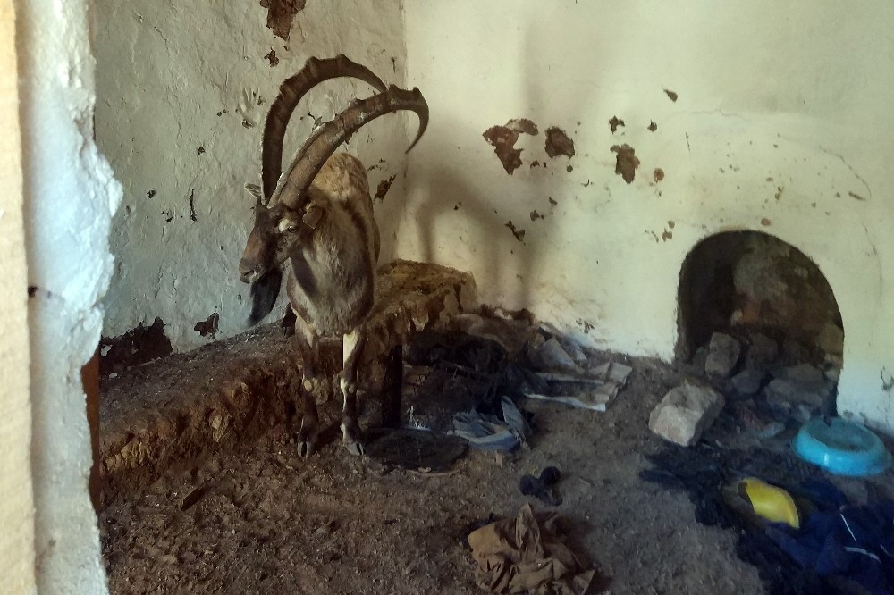 Yayla evinde mahsur kalan yaban keçisini kurtardılar 
