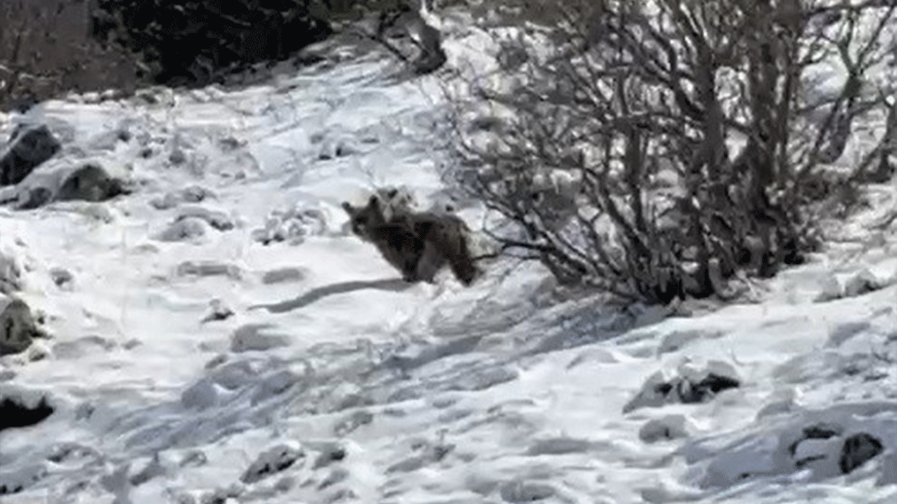 Yayla evlerini talan eden ayı kaçarken görüntülendi! Vatandaş köpek sesiyle korkutmaya çalıştı