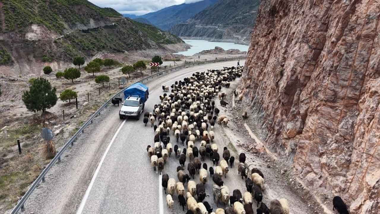 Yayla göçü yollarında can pazarı başladı!