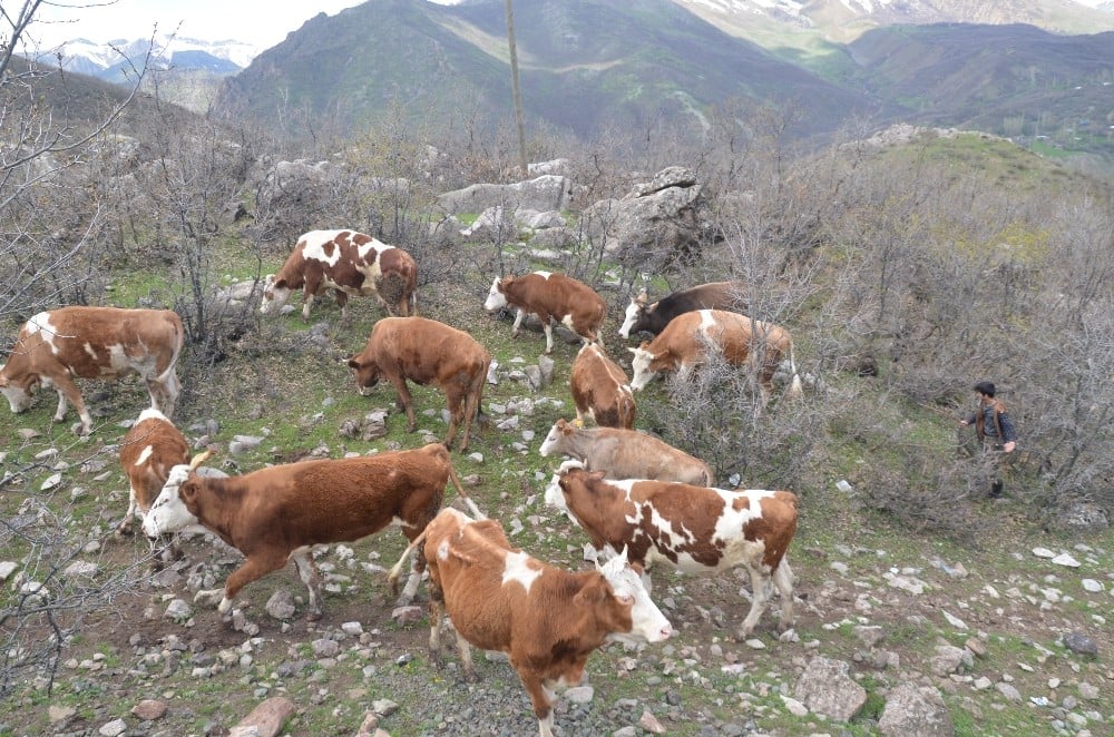Yayla yasağı kalkınca göçerler büyükbaş hayvancılığa başladı 