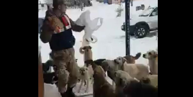 Yaylada aç kalan köpekleri jandarma besliyor
